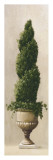 Spiral Topiary Prints by Welby 