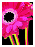 Pink Heat Posters av Alicia Bock Pink Heat Posters av Alicia Bock