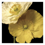 Lemon And Cream Posters av Alicia Bock Lemon And Cream Posters av Alicia Bock