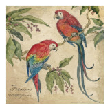 Guacamayo Láminas por Betty Whiteaker
