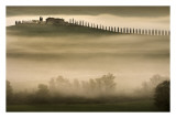 Trees in Mist II Arte por Jim Gamblin Trees in Mist II Arte por Jim Gamblin
