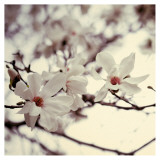 Magnolia II Posters by Alicia Bock Magnolia II Posters by Alicia Bock