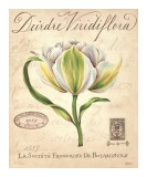 Deirdre Viridiflora Lámina por Constance Lael