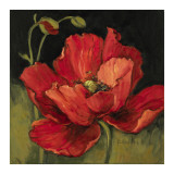 Poppy Blossom I Posters por Barbara Mock Poppy Blossom I Posters por Barbara Mock