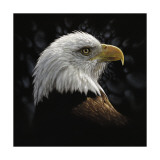 Bald Eagle Portrait Prints by Collin Bogle