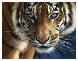 Blue Eyes Posters por Collin Bogle Blue Eyes Posters por Collin Bogle