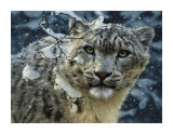 Snow Leopard Posters by Collin Bogle