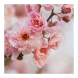 Blossom II Print by Heather Johnston Blossom II Print by Heather Johnston