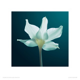 Light and Shadow Giclee Print by Ian Winstanley
