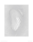 Pearl Silver Mouth Shell - back Giclee Print by Ben Wood