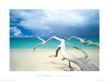 Driftwood, Antigua Wydruk giclee autor Ian Cumming Driftwood, Antigua Wydruk giclee autor Ian Cumming