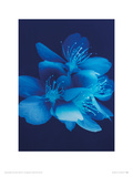 Blue Blossom Giclee-trykk av Lisa Barber