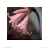Pink Flower Giclee Print by Charles Gullung