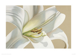 Lily Giclee Print by Carolina Alotus