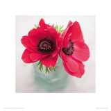 Red Anemones Giclee Print by Ian Winstanley