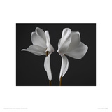 Cyclamen Giclee Print by Ian Winstanley
