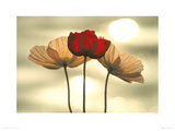 Icelandic Poppies Giclée-Druck von Yoshizo Kawasaki