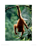 Natural Gymnast Giclée-Druck von Anup & Manoj Shah