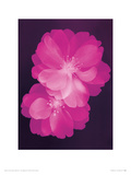 Pink Blossom Giclee-trykk av Lisa Barber