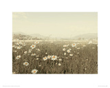 Field of Daisies Giclee Print by Ian Winstanley