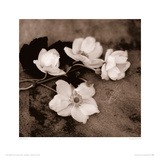 Chocolate Anemone II Giclee Print by Heather Johnston