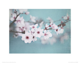 Plum Blossom Giclee Print by Shana Rae