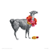 Llama Giclée-tryk af John Murphy Llama Giclée-tryk af John Murphy