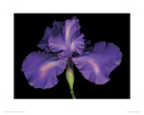 Blue Rainbow Iris Giclee Print by Harold Feinstein