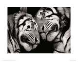 Sleeping Tigers Giclee Print by Marina Cano