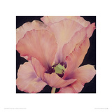 Delicate Pink Poppy Giclee Print by Maggie Thompson