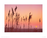 Fenland Sunrise Giclee Print by Rod Edwards