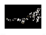 Branch of White Blossom Giclee Print by Ian Winstanley