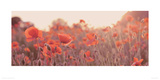 Field of Poppies Giclee Print by Ian Winstanley