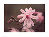 Magnolia Stellata Giclee Print by Anon 