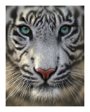 White Tiger Posters by Collin Bogle