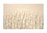 Field Of Starry White Flowers Giclee Print by Simon Fairless
