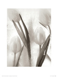 Ice Form 7 Giclee Print by Ryuijie Douglas