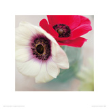 Red and White Anemones Giclee Print by Ian Winstanley