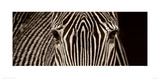 Zebra Grevy Giclee Print by Marina Cano