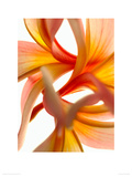 Frangy Tangle Giclee Print by Warwick Orme
