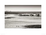 Chobe River Botswana Giclee Print by Philippe-Alexandre Chevallier