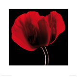 Rich Red Poppy Giclee Print by Ian Winstanley