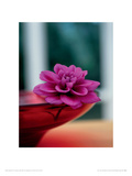 Peace and Contemplation Giclee Print by Jyunshi Nakamichi
