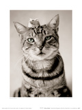 Nikon And Nigel Giclee Print by Rachael Hale