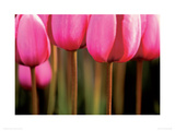 Tulipa Gesneriana Giclee Print by Anon 