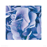 Hydrangeas I Reproduction procédé giclée par Finn Fox