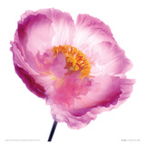 Pink Poppy Giclee Print by Ian Winstanley