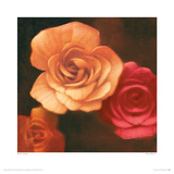Rose Bloom I Giclee Print by Brent Young