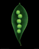 Garden Pea Giclee Print by Harold Feinstein
