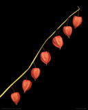 Chinese Lantern Giclee Print by Harold Feinstein